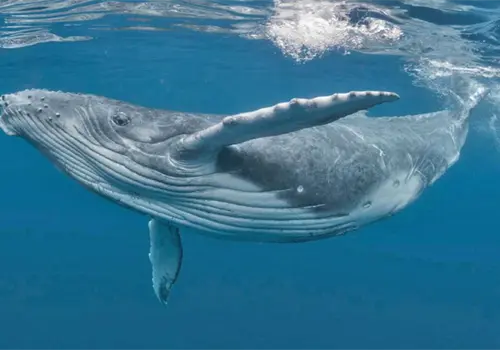 El coraz&oacute;n gigante de la ballena azul