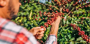 Innovaci&oacute;n en el campo: c&oacute;mo NESCAF&Eacute; lleva conocimiento t&eacute;cnico a las zonas cafetaleras