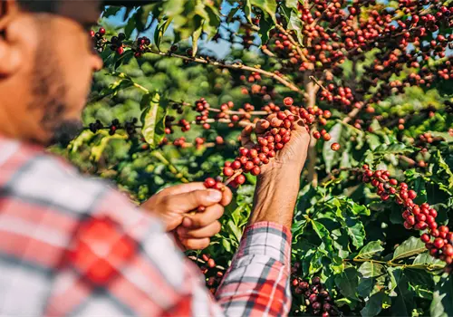 Innovaci&oacute;n en el campo: c&oacute;mo NESCAF&Eacute; lleva conocimiento t&eacute;cnico a las zonas cafetaleras
