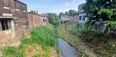 Piden rescatar 300 plantas para tratar aguas negras