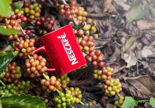 Plan NESCAF&Eacute; impulsa una caficultura m&aacute;s productiva, sostenible e incluyente desde hace 15 a&ntilde;os