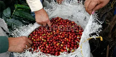 Emitir&aacute;n precios de referencia para el caf&eacute;