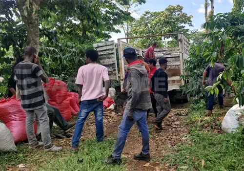 Ayudan haitianos a levantar cosecha de caf&eacute;