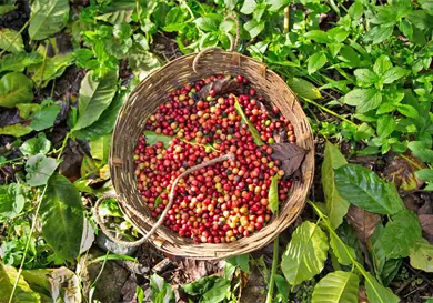 CAF&Eacute; MEXICANO CON FUTURO: LA APUESTA DE PLAN NESCAF&Eacute; POR LA PRODUCTIVIDAD Y LA CALIDAD