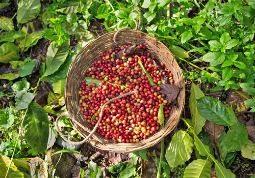 CAF&Eacute; MEXICANO CON FUTURO: LA APUESTA DE PLAN NESCAF&Eacute; POR LA PRODUCTIVIDAD Y LA CALIDAD