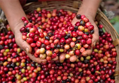 Calidad con visi&oacute;n de largo plazo: c&oacute;mo NESCAF&Eacute; fortalece los est&aacute;ndares del caf&eacute; mexicano desde el origen