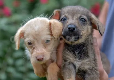 Llaman a proteger a los animales de compañía Llaman a proteger a los animales de compañía