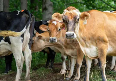 Chiapas será parte de la primera política ganadera en el país Chiapas será parte de la primera política ganadera en el país