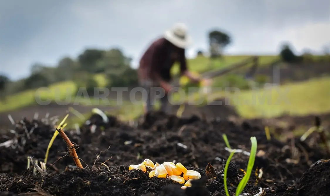 La producción de granos básicos en Chiapas como el maíz, tiene gran importancia económica. Diego Pérez / CP