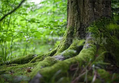 Destaca la entidad con 8 nuevas &aacute;reas protegidas