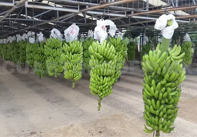 Vigilan producción de plátano para evitar plaga Vigilan producción de plátano para evitar plaga