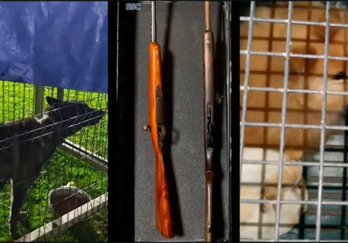 Decomisan armas, droga y rescatan a 27 perros Decomisan armas, droga y rescatan a 27 perros