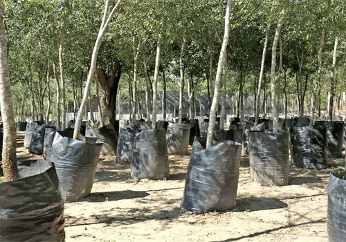 Se pierden 25 mil hectáreas en Tuxtla Se pierden 25 mil hectáreas en Tuxtla