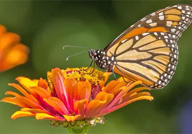 Las mariposas prueban el mundo con las patas Las mariposas prueban el mundo con las patas
