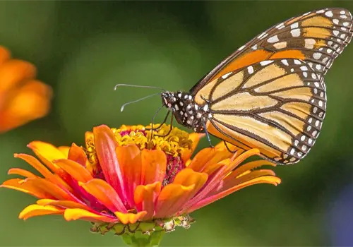 Las mariposas prueban el mundo con las patas Las mariposas prueban el mundo con las patas