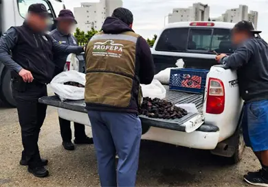 Aseguran 22 mil ejemplares de pepino de mar en BC Aseguran 22 mil ejemplares de pepino de mar en BC