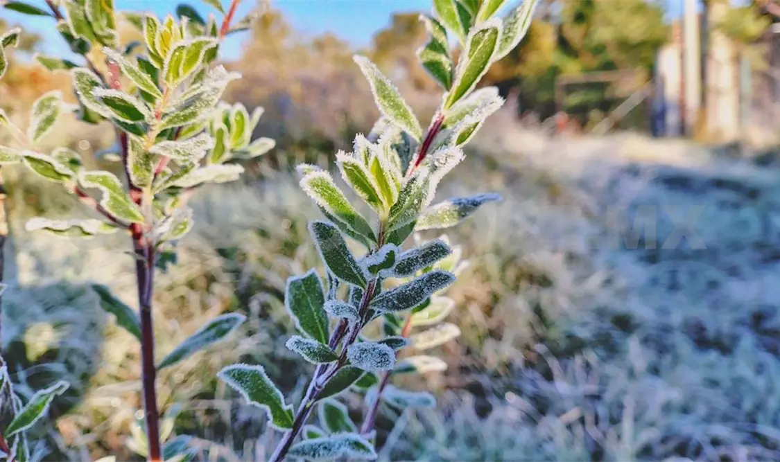 Esta es la cuarta helada de la temporada; la primera se dio el 3 de noviembre de 2025. Cortesía