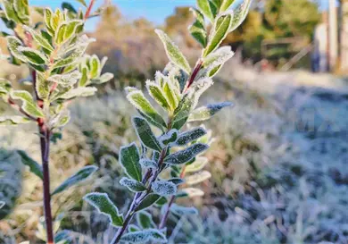 Cae primera helada del a&ntilde;o en San Crist&oacute;bal