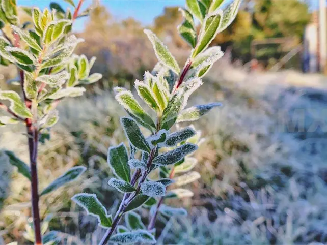 Cae primera helada del a&ntilde;o en San Crist&oacute;bal