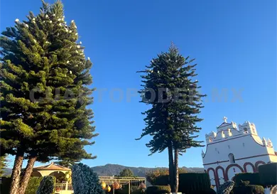 Arriban aves migratorias