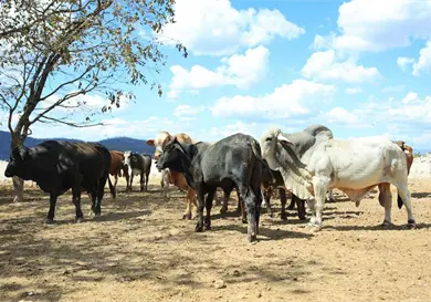 Existen 692 casos activos de gusano barrenador Existen 692 casos activos de gusano barrenador