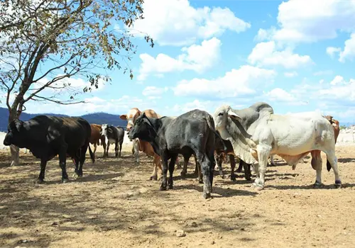 Existen 692 casos activos de gusano barrenador Existen 692 casos activos de gusano barrenador