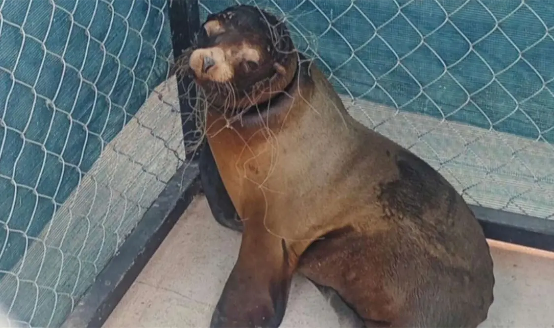Rescatan a lobo marino en San Carlos