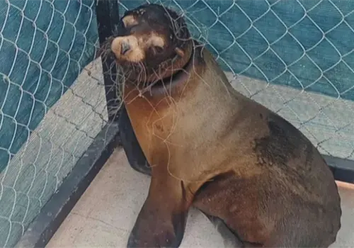 Rescatan a lobo marino en San Carlos Rescatan a lobo marino en San Carlos