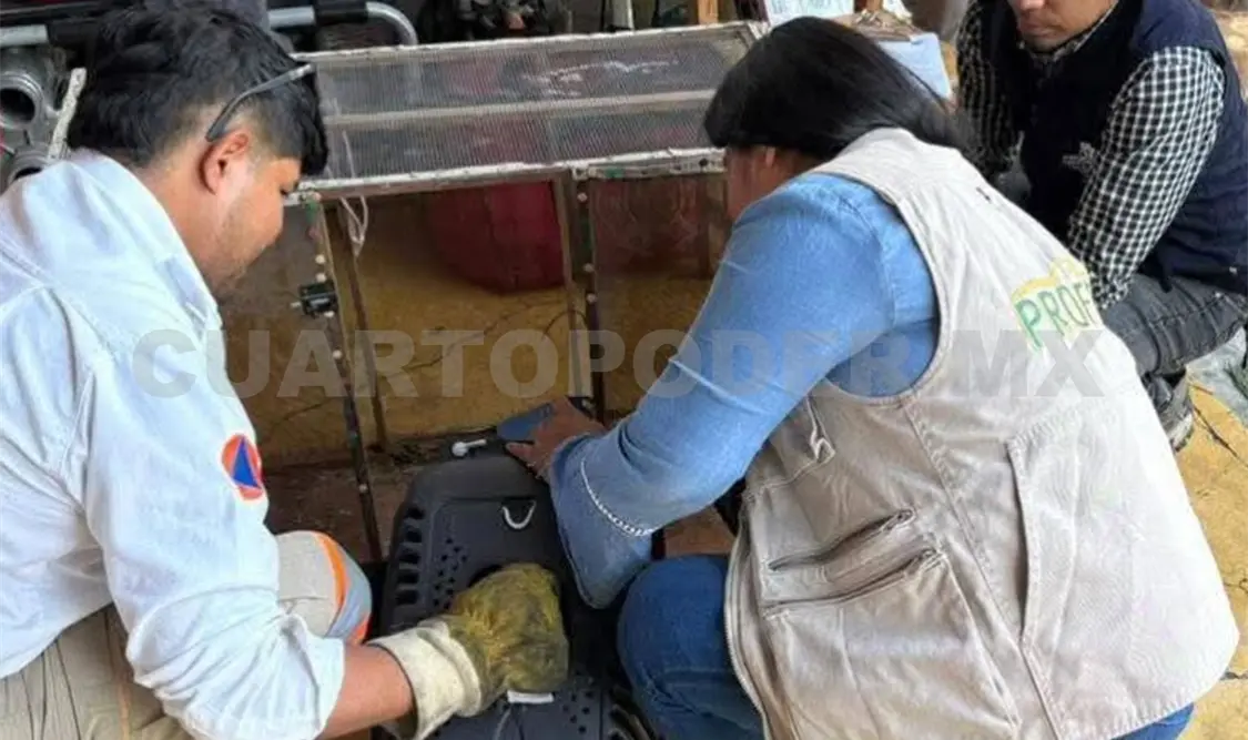 Se debe reportar cualquier avistamiento de fauna silvestre. CP