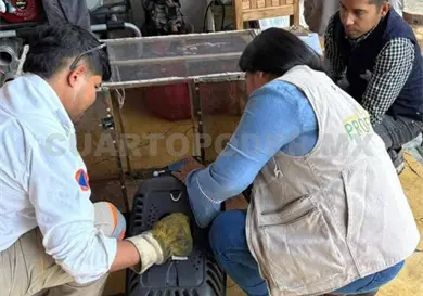 Rescatan a ejemplar de oso hormiguero Rescatan a ejemplar de oso hormiguero