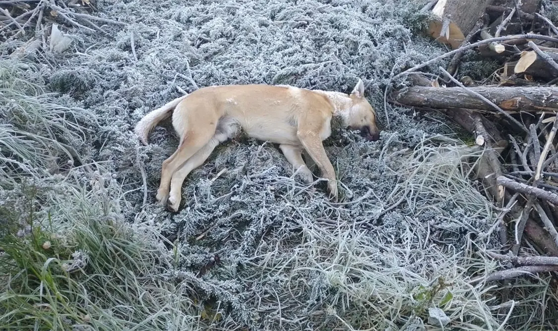 Se dio a conocer la muerte de un perro por las bajas temperaturas que afectan a la región Altos. Manuel Martínez / CP