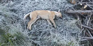 Llaman ante las heladas a proteger a los animales