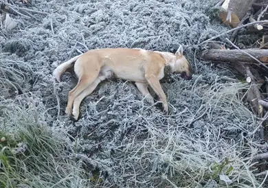 Llaman ante las heladas a proteger a los animales Llaman ante las heladas a proteger a los animales