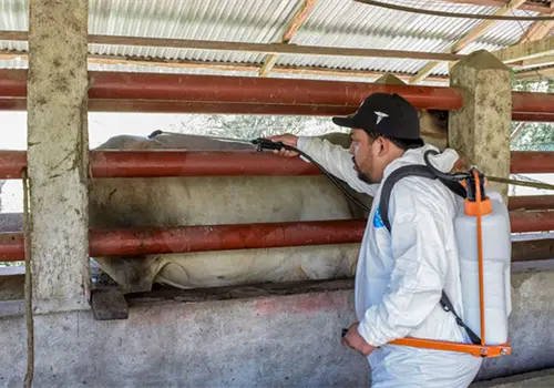 Caen 57 % casos de gusano barrenador en México: Sader Caen 57 % casos de gusano barrenador en México: Sader