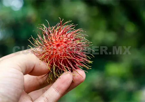 Amenaza contrabando al rambután del Soconusco Amenaza contrabando al rambután del Soconusco
