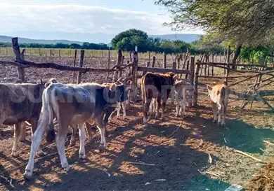 Planta de moscas tiene 48 por ciento de avance Planta de moscas tiene 48 por ciento de avance