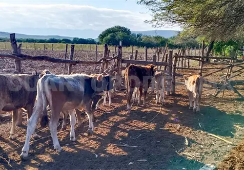 Planta de moscas tiene 48 por ciento de avance Planta de moscas tiene 48 por ciento de avance