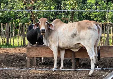 Ganaderos, listos para garantizar tr&aacute;nsito a EUA