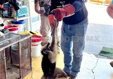 Rescatan a segundo oso hormiguero en Tuxtla