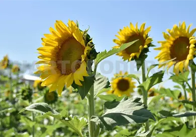 Se reduce la cosecha de girasol por el fr&iacute;o