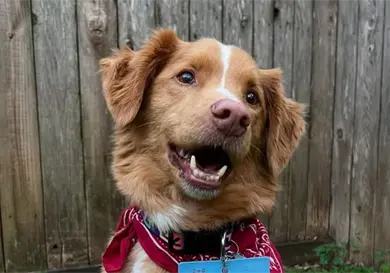 Perro de Good boy recibe premio Perro de Good boy recibe premio