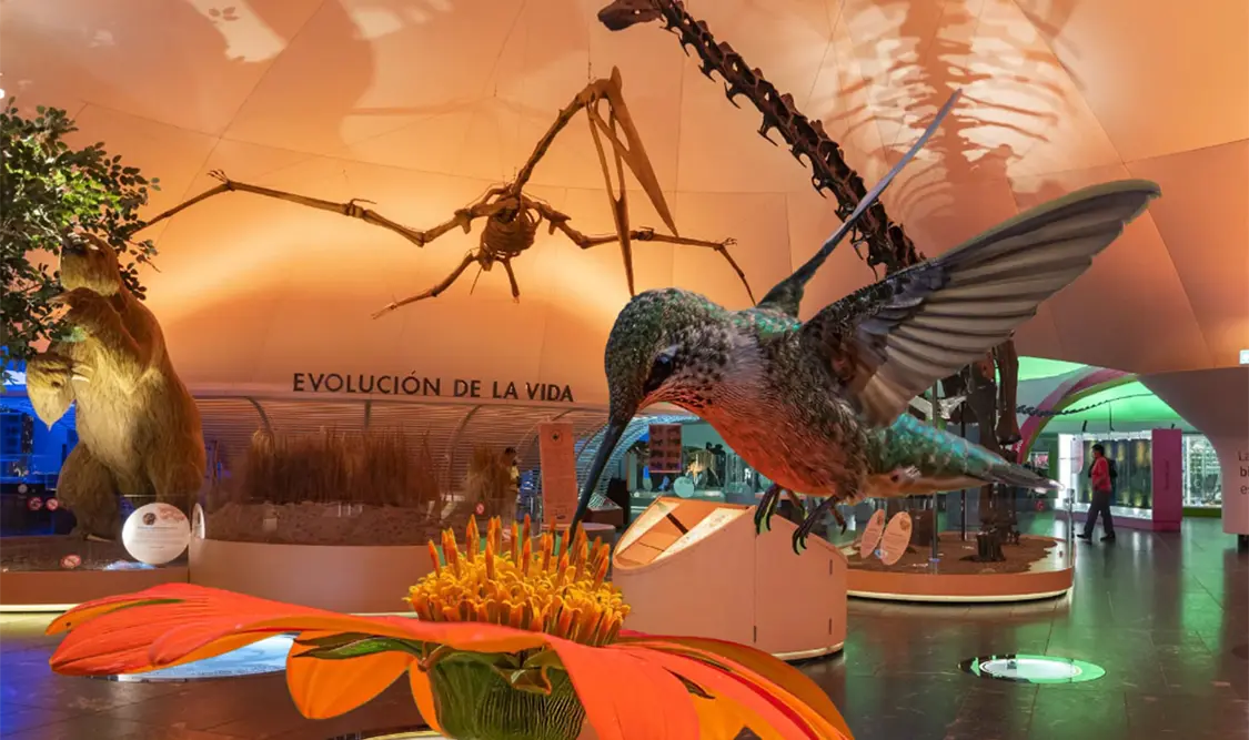 La muestra se compone de 23 esculturas de colibríes elaboradas en barro. Cortesía