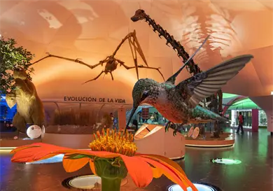 Colibr&iacute;es, arte y biodiversidad urbana