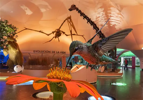 Colibr&iacute;es, arte y biodiversidad urbana