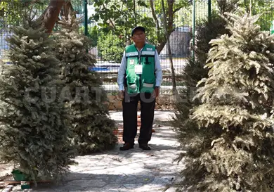Instalan centro de acopio para &aacute;rboles navide&ntilde;os