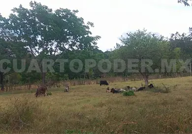 Ganaderos de la zona Costa temen ataques de coyotes