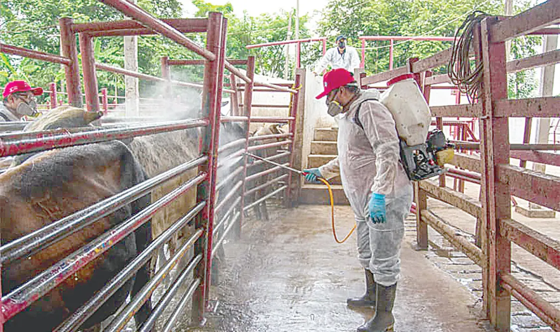Gusano barrenador alcanza a animales silvestres
