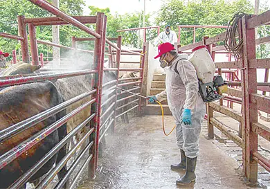 Gusano barrenador alcanza a animales silvestres