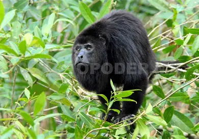 Provoca GBG muerte de mono saraguato