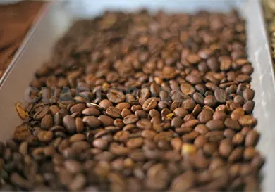 Enfrentan productores cambios en cultivo de caf&eacute;
